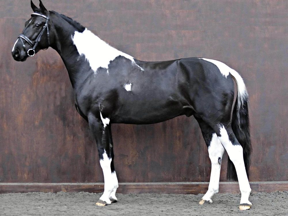 Amour G - COLOURED STALLION